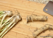 For those who like to swear while using condiments: The secrets of horseradish revealed.